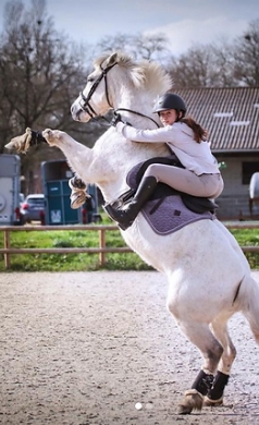 LES ECURIES DE L ESTEY FLEURI Pension Chevaux Bordeaux Centre Equestre 3 1