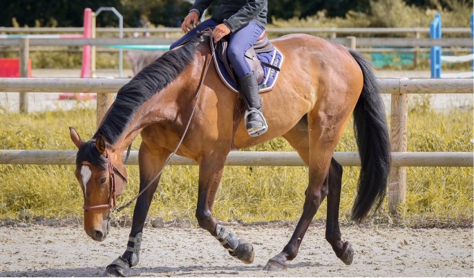 LES ECURIES DE L ESTEY FLEURI Pension Chevaux Bordeaux Gallerie 2