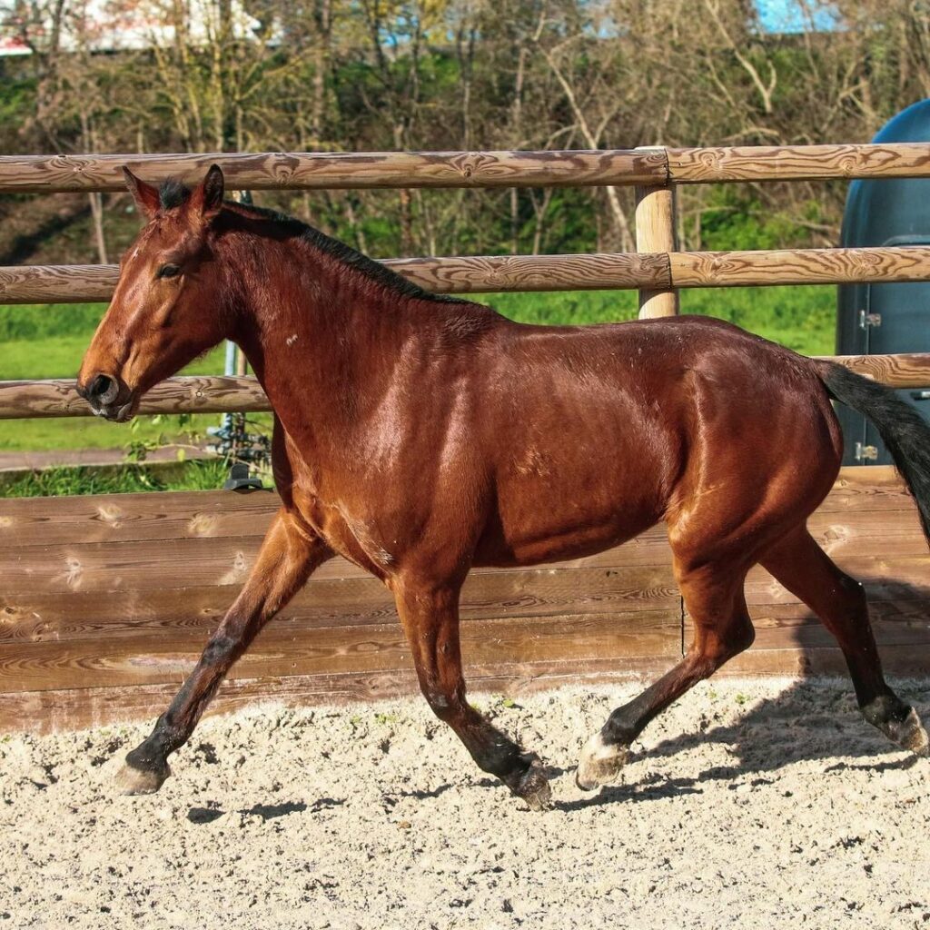 LES ECURIES DE L ESTEY FLEURI Pension Chevaux Bordeaux Lesty Feleuri Galerie Img 9