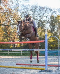 LES ECURIES DE L ESTEY FLEURI Pension Chevaux Bordeaux Decouvrez Les Nouveautes Des ECURIES DE LESTEY FLEURI A Sainte Eulalie 1