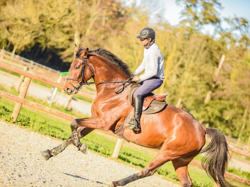 LES ECURIES DE L ESTEY FLEURI Pension Chevaux Bordeaux Realisations 1