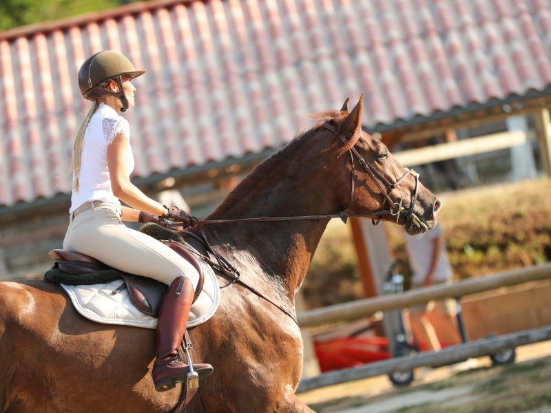 LES ECURIES DE L ESTEY FLEURI Pension Chevaux Bordeaux Realisations 10