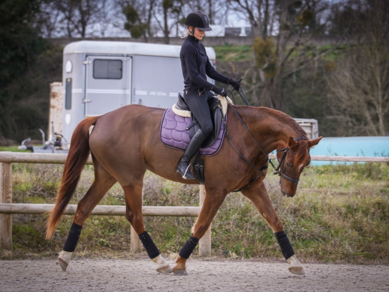 LES ECURIES DE L ESTEY FLEURI Pension Chevaux Bordeaux Realisations 5