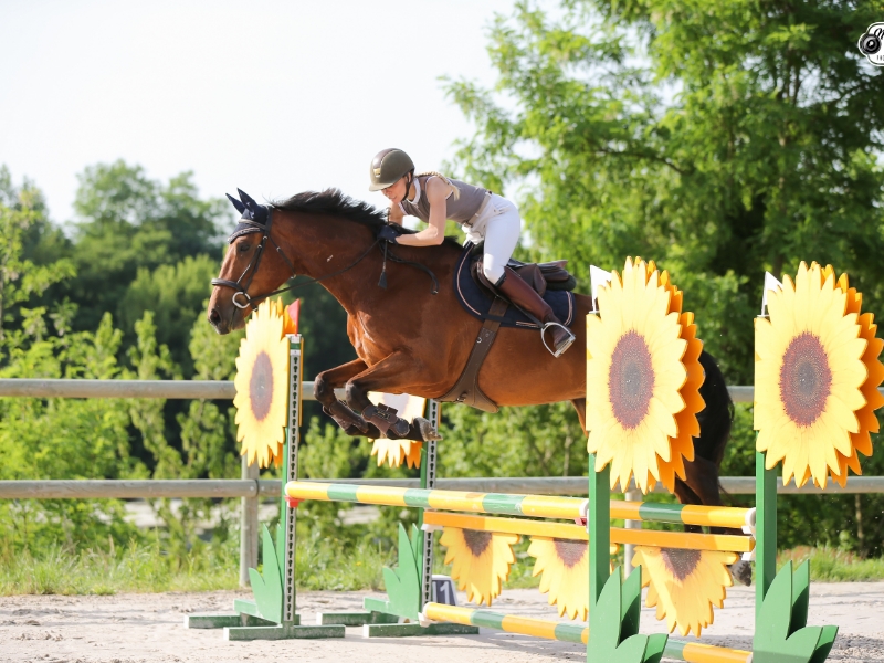 LES ECURIES DE L ESTEY FLEURI Pension Chevaux Bordeaux Realisations 7