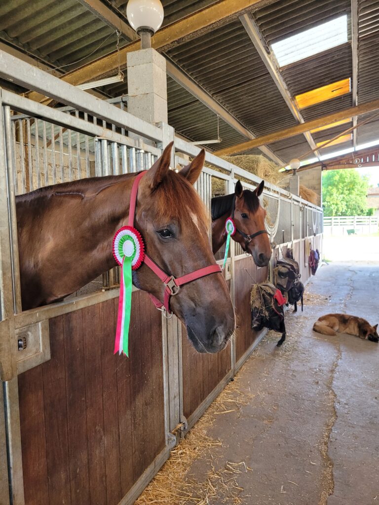 Les Ecuries De L Estey Fleuri Pension Chevaux Bordeaux 20230619 193012