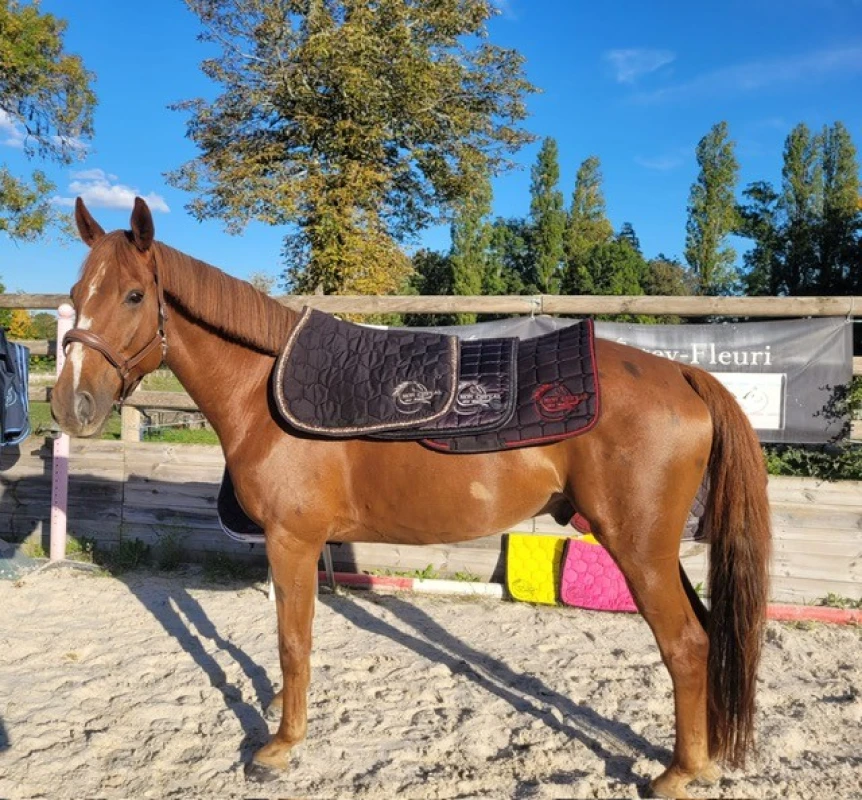 Les Ecuries De L Estey Fleuri Pension Chevaux Bordeaux Les Ecuries De Lestey Fleuri Photo 17