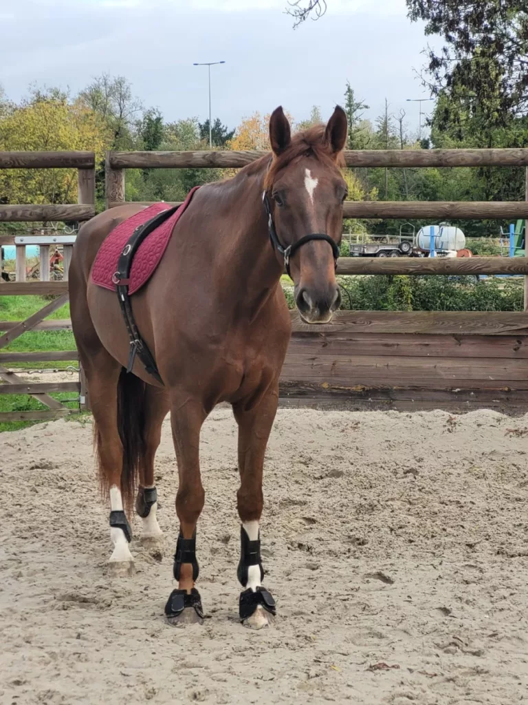 Les Ecuries De L Estey Fleuri Pension Chevaux Bordeaux Les Ecuries De Lestey Fleuri Photo 2