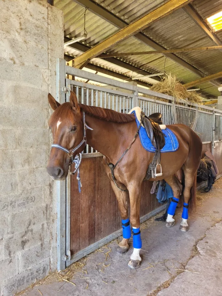 Les Ecuries De L Estey Fleuri Pension Chevaux Bordeaux Les Ecuries De Lestey Fleuri Photo 3
