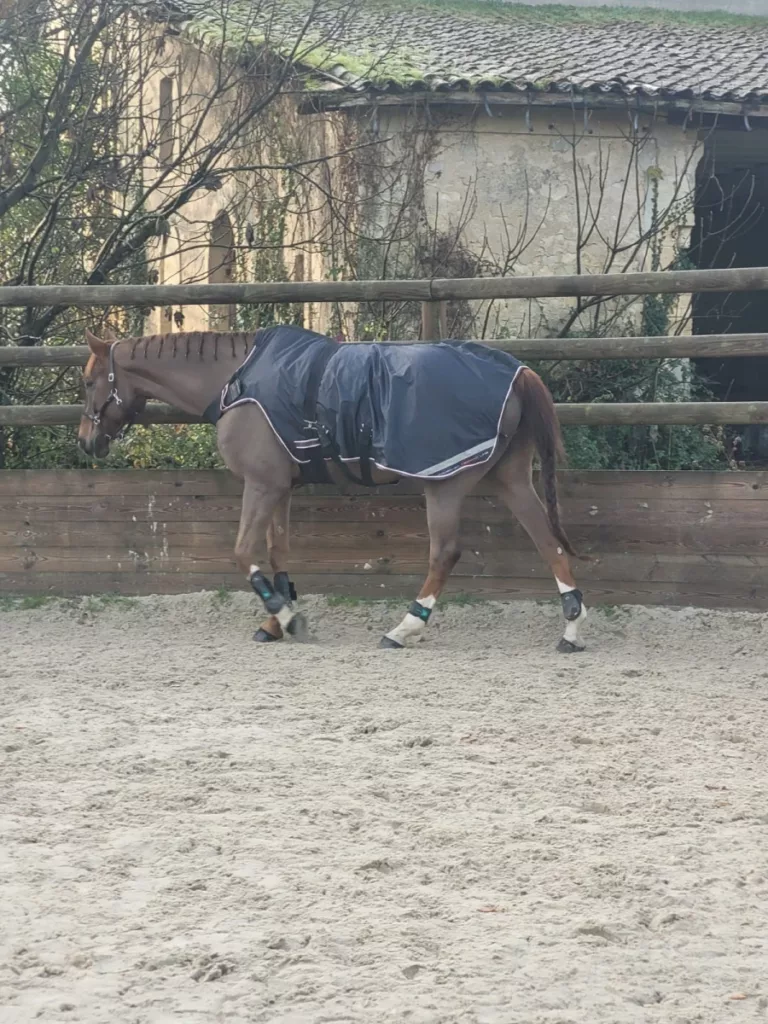 Les Ecuries De L Estey Fleuri Pension Chevaux Bordeaux Les Ecuries De Lestey Fleuri Photo 5