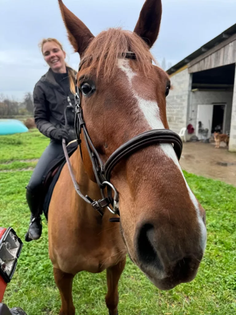Les Ecuries De L Estey Fleuri Pension Chevaux Bordeaux Les Ecuries De Lestey Fleuri Photo 6
